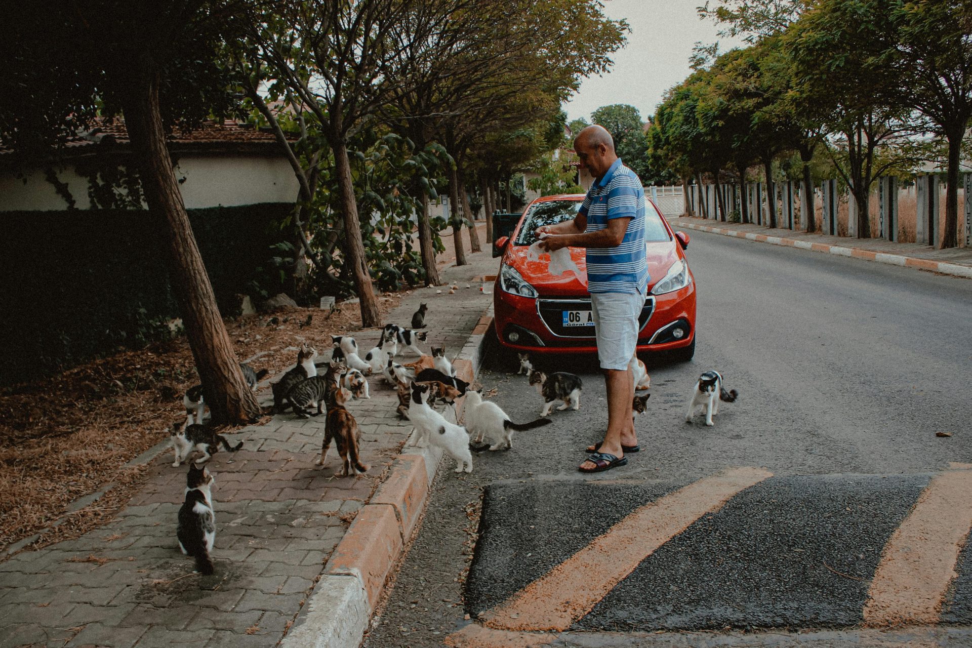 Gaia's actie met 700 kartonnen katten voor het kabinet van minister Ben Weyts om de kattenoverbevolking in Vlaanderen aan te kaarten.