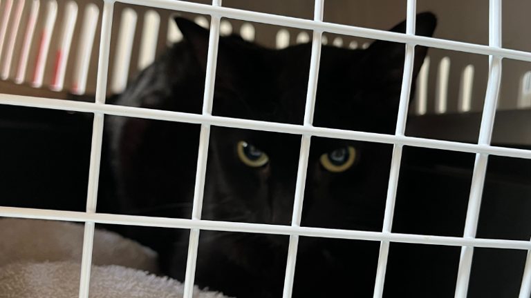 Een van de in beslag genomen katten in een vervuilde woning in Breda.